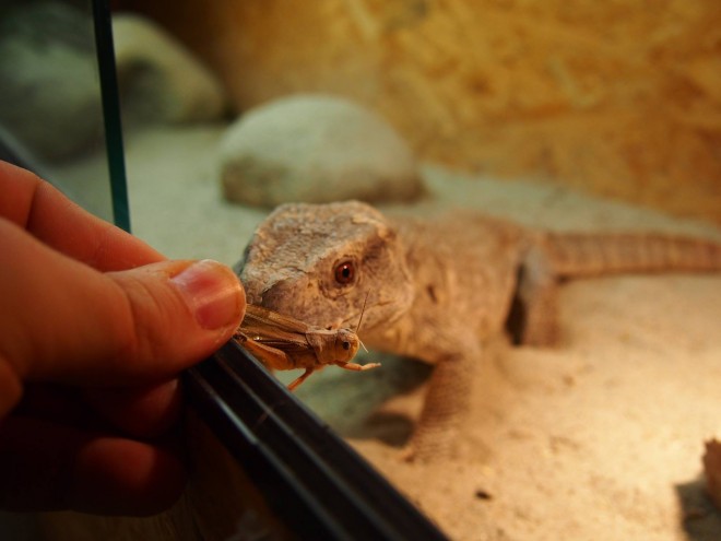 varan