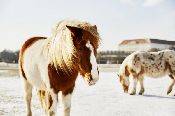 6. Tiere Schloss Hof Oesterreich Werbung Andreas Jakwerth 6