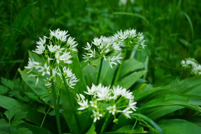 bears garlic 474317 1920