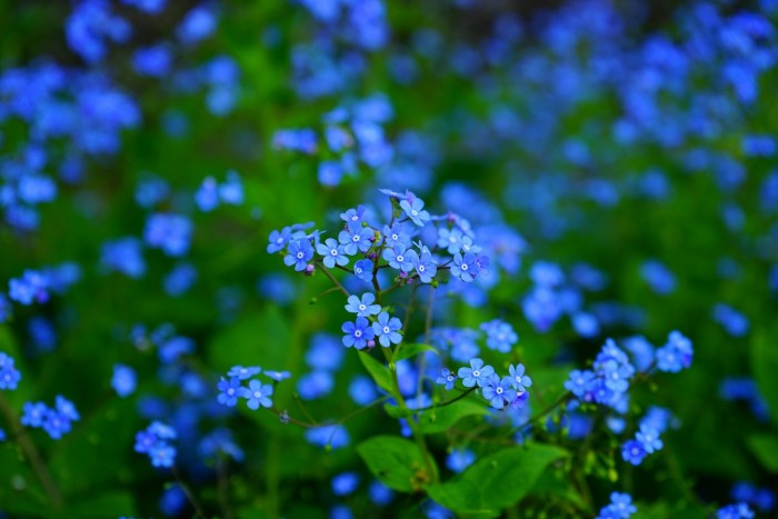 forget me not 1365857 1920