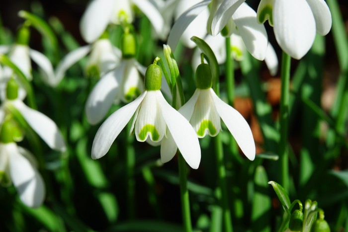 snowdrop 1025050 1920