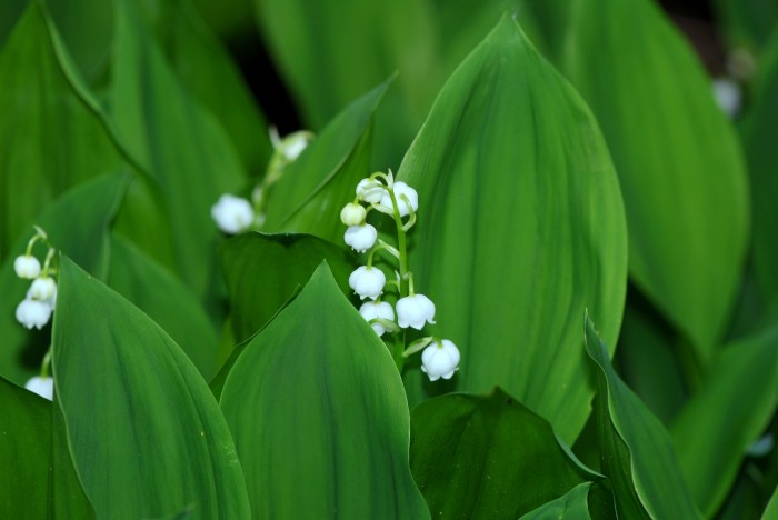 flower 1204186 1920