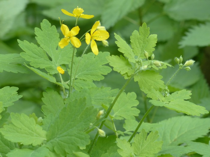 greater celandine 116275 1920