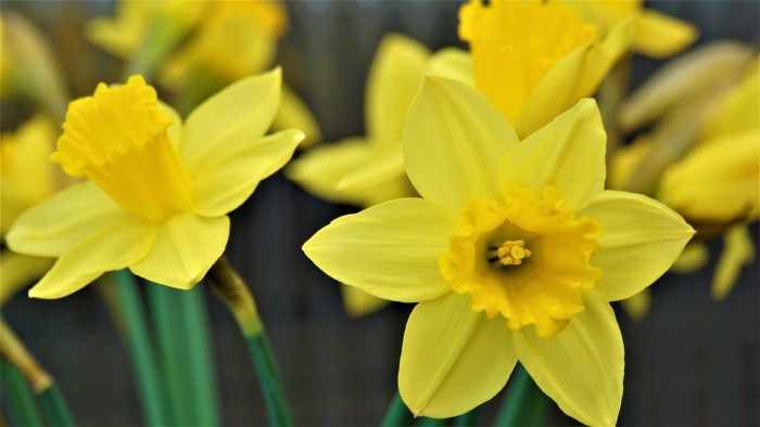 narcissus 4930398 1920