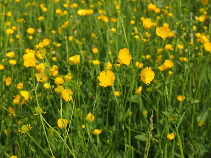 buttercup 1260803 1920