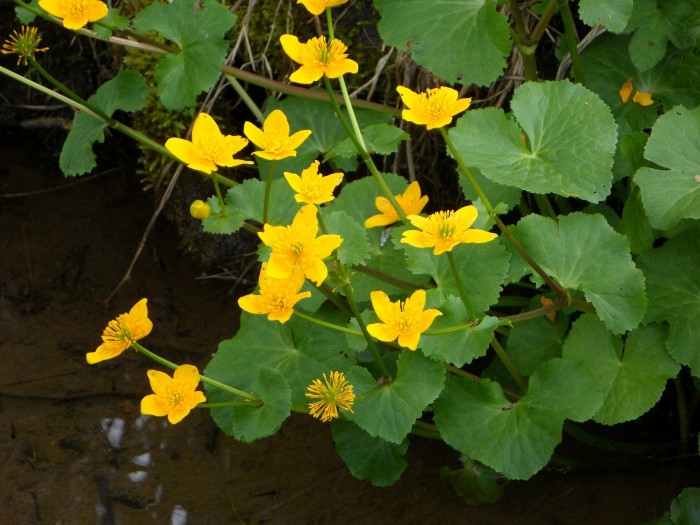 caltha palustris 108468 1920