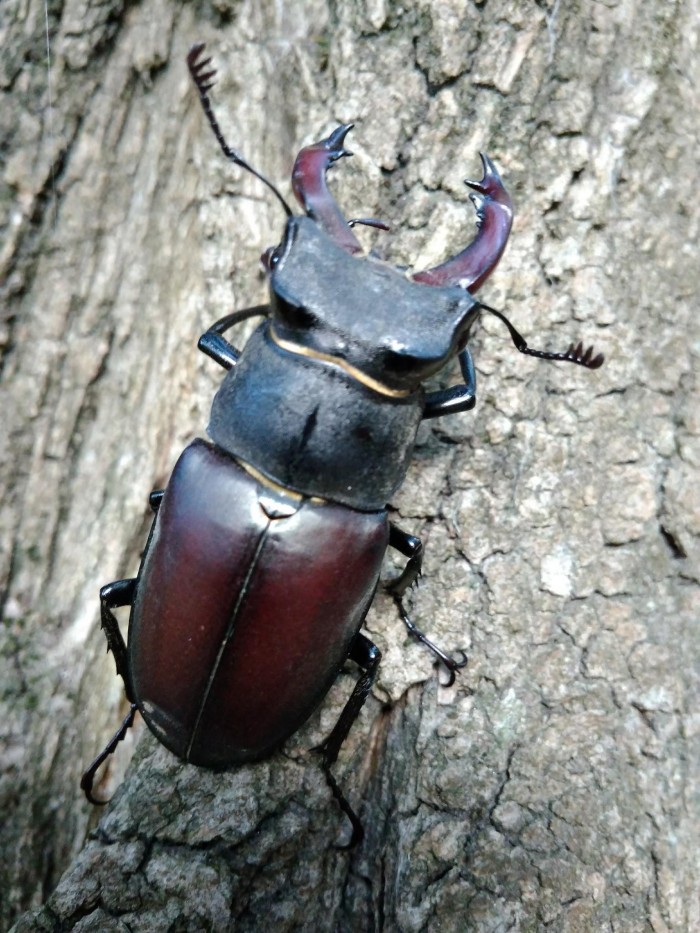 rohac obycajny