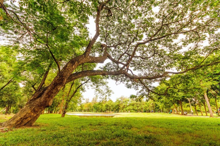 worm s eyeview of tall tree under a gray sky 618608