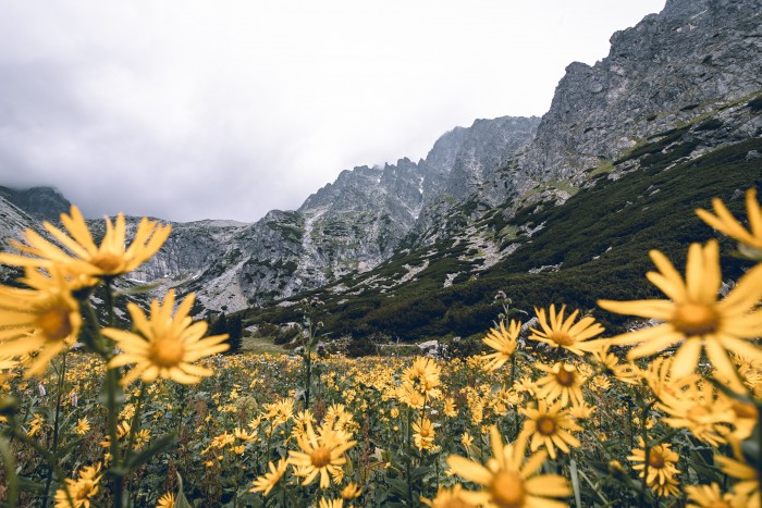 yellow flowers 2990671