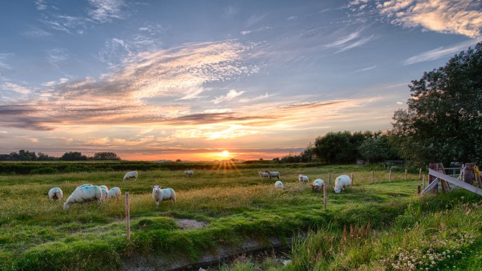 herd of sheep on grass field 462119