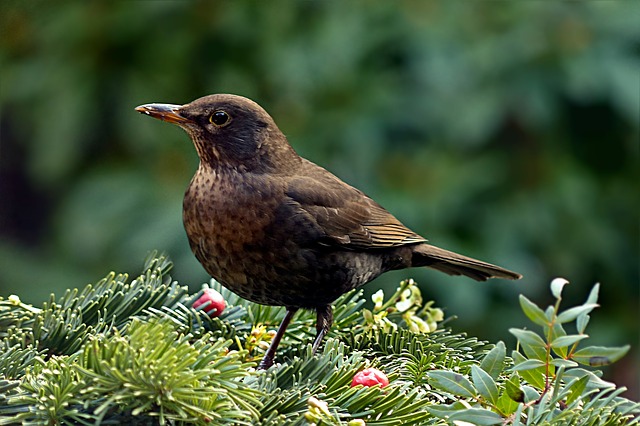bird 2092786 640