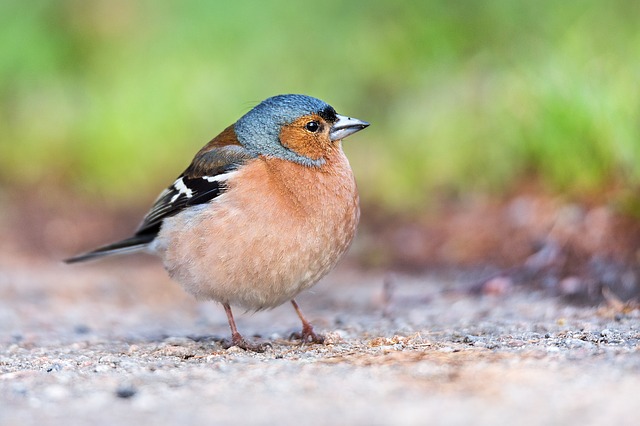 chaffinch 1420407 640