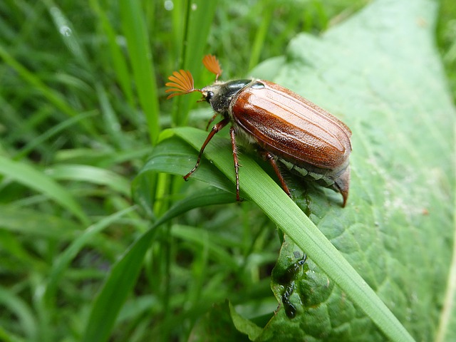 cockchafer 1531175 640