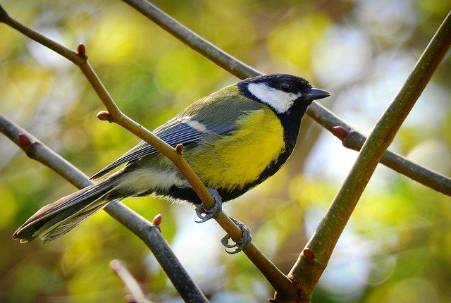 great tit 5280170 640