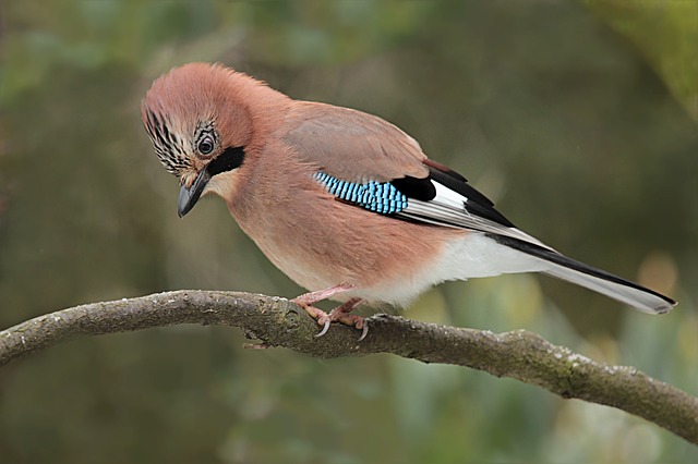 jay 2220137 640