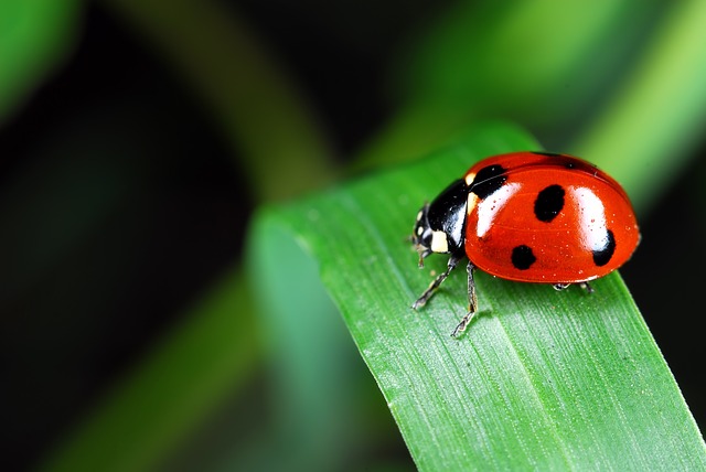 ladybug 973917 640