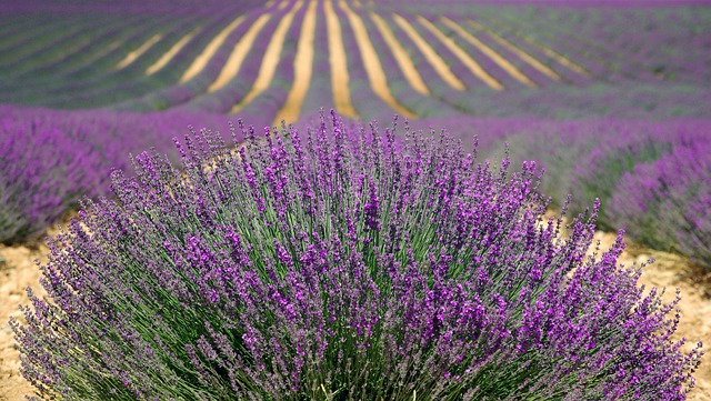 lavender 894919 640