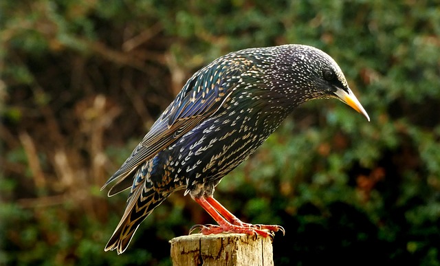 starling 3869880 640