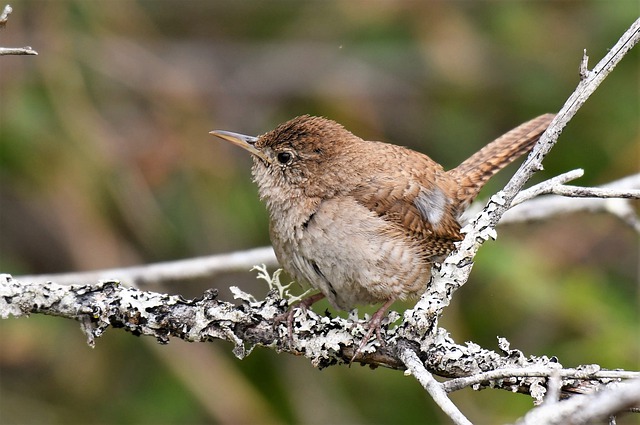 troglodytes aedon 4306988 640