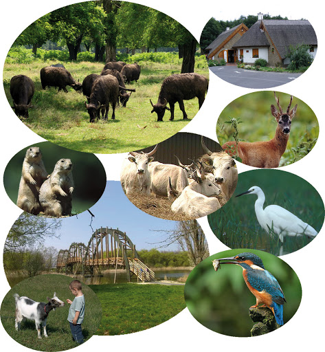 buffalo