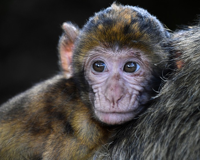 monkey 2790452 1920