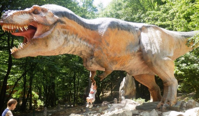 dino nase