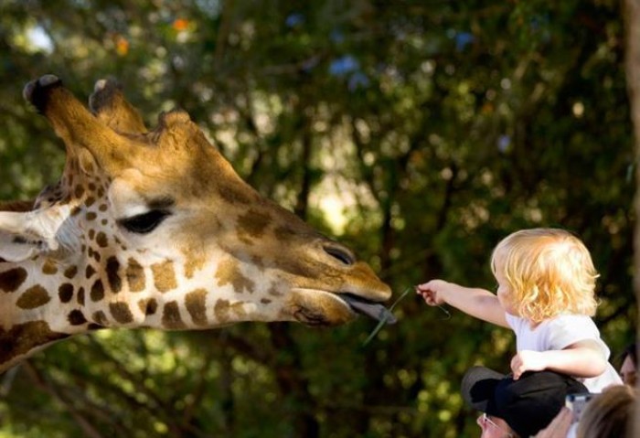 zoo dvur kralove