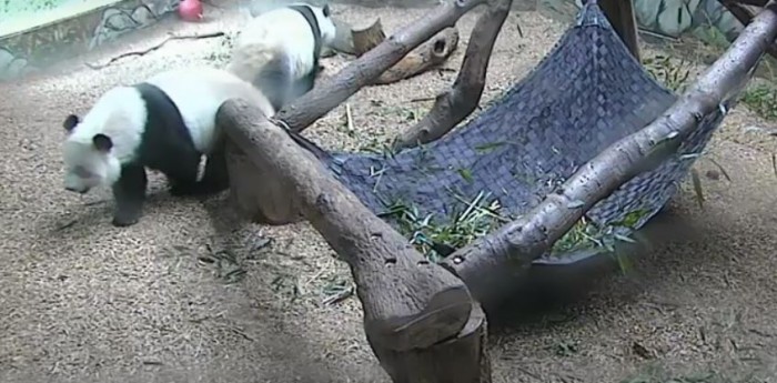 panda