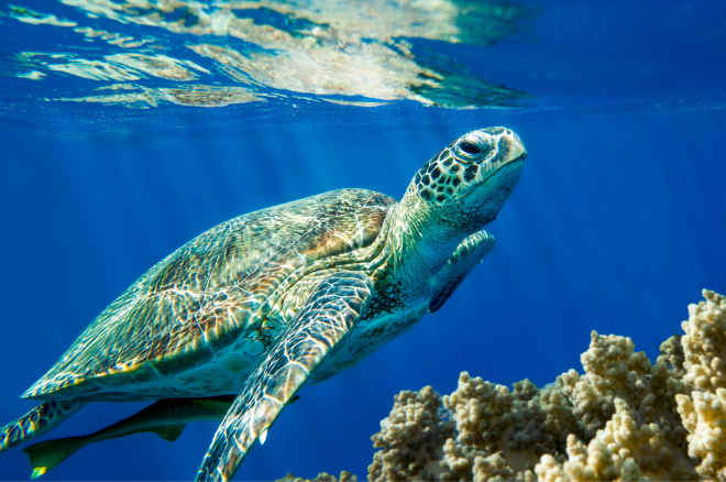 4. caretta caretta