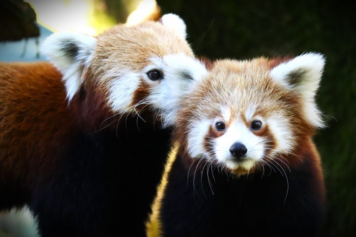 zoobojnice