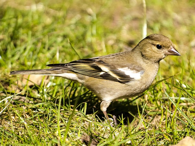 chaffinch females 2404776 640