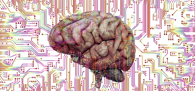anaterate brain 6553857 640