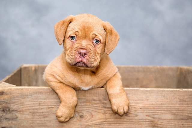 vlaaitje puppy 1047521 640