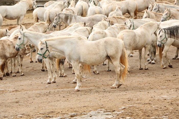 majdharma horses 1871327