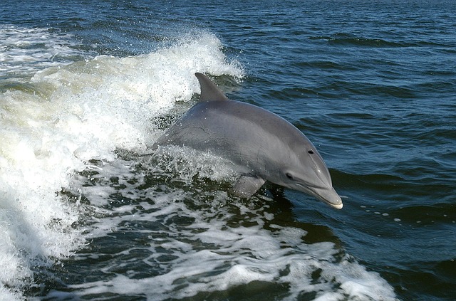 publicdomainimages dolphin 386744 640