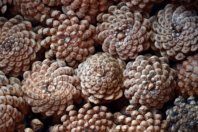 artellliii72 pine cones 6939674 641