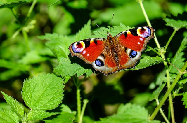 couleur peacock butterfly 1655724 641
