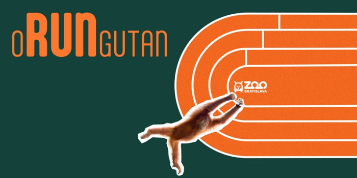 orungutan 800px