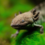 Axolotl DM 1