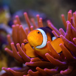 Orangegeringelter Anemonenfisch Dominik Moser