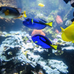 Palettendoktorfisch Riffaquarium Dominik Moser
