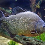 Piranha SylviaMayrhofer