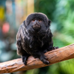 Springtamarin24 DM 9