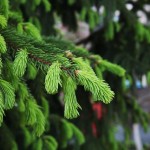 spruce 2329909 640