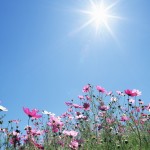 6871667 sunshine wallpaper