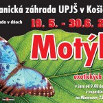 plagat motyle 2017