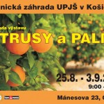 citrusy palmy 2017