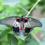 csm Papilio Memnon Schmetterlinghaus d97179792a