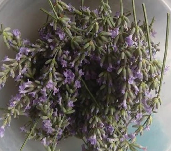 levandula