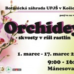 orchidey 2019